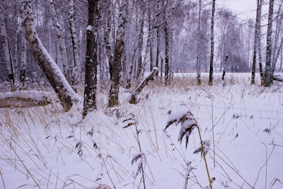 Кемерово
